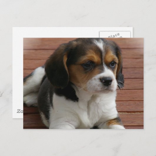 Beagle Puppy Dog Briefkaart (Voorkant / Achterkant)