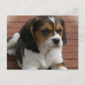 Beagle Puppy Dog Briefkaart (Voorkant)