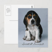 Beagle Puppy Dog Foto Briefkaart (Voorkant / Achterkant)