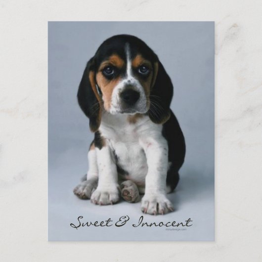 Beagle Puppy Dog Foto Briefkaart (Voorkant)