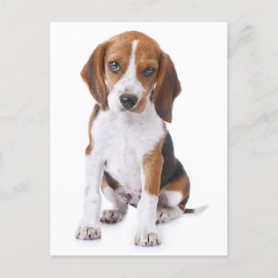 Beagle Puppy Dog Greeting Post Card Briefkaart