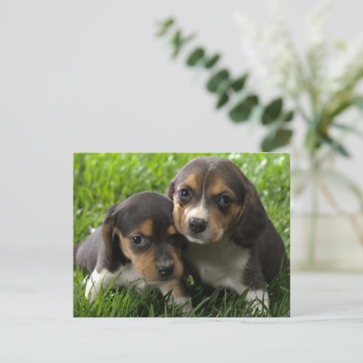 Beagle Puppy Dog Greeting Post Card Briefkaart (Staand voorkant)