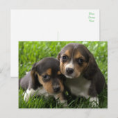 Beagle Puppy Dog Greeting Post Card Briefkaart (Voorkant / Achterkant)