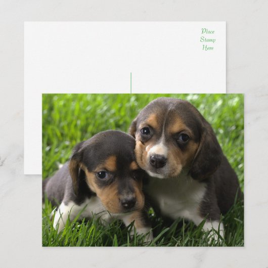 Beagle Puppy Dog Greeting Post Card Briefkaart (Voorkant / Achterkant)
