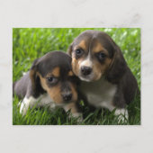 Beagle Puppy Dog Greeting Post Card Briefkaart (Voorkant)