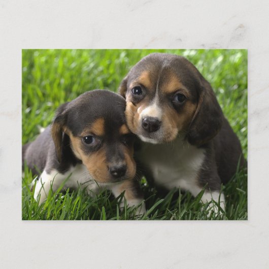 Beagle Puppy Dog Greeting Post Card Briefkaart (Voorkant)