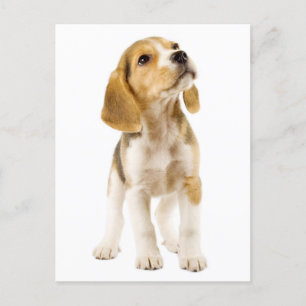 Beagle Puppy Dog Greeting Post Card Briefkaart