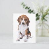 Beagle Puppy Dog Greeting Post Kaart (Staand voorkant)