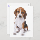 Beagle Puppy Dog Greeting Post Kaart (Voorkant / Achterkant)