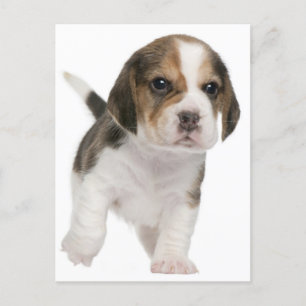 Beagle Puppy Dog Greeting Post Kaart