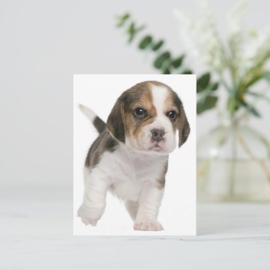 Beagle Puppy Dog Greeting Post Kaart (Staand voorkant)