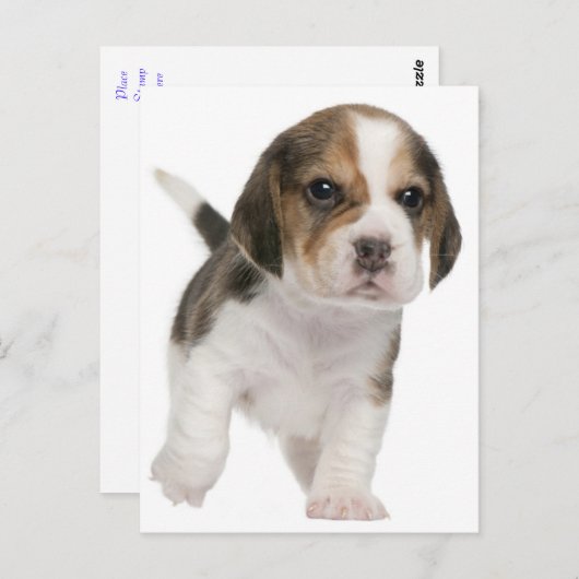 Beagle Puppy Dog Greeting Post Kaart (Voorkant / Achterkant)