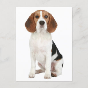 Beagle Puppy Dog Greeting Post Kaart