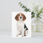 Beagle Puppy Dog Greeting Post Kaart (Staand voorkant)