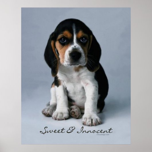 Beagle Puppy Dog Poster (Voorkant)