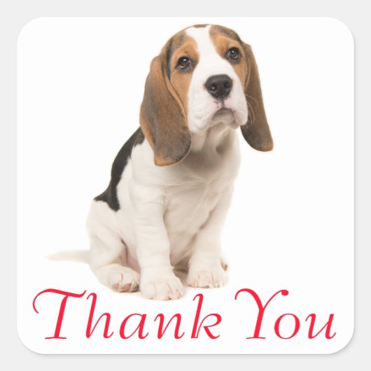 Beagle Puppy Dog Red Dank u - Bruiloft Vierkante Sticker (Voorkant)