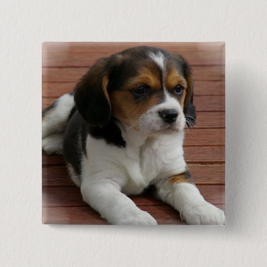 Beagle Puppy Dog Square Pin Vierkante Button 5,1 Cm (Voorkant)