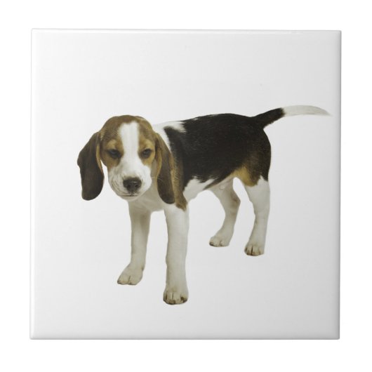 Beagle Puppy Dog Tegeltje (Voorkant)