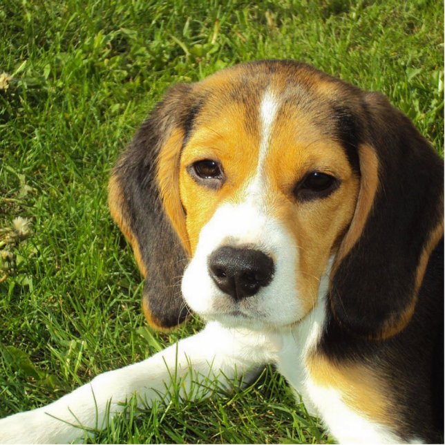 beagle puppy fotobeeldje sleutelhanger (Voorkant)