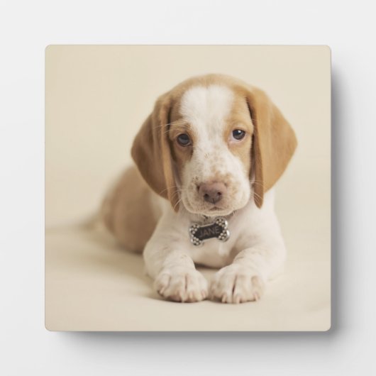 Beagle Puppy Fotoplaat (Voorkant)