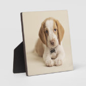 Beagle Puppy Fotoplaat (Voorkant)