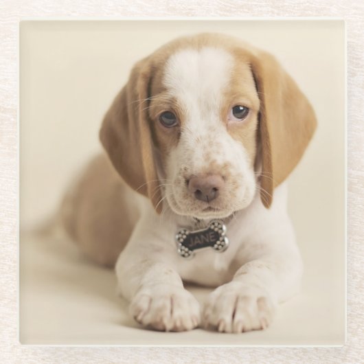 Beagle Puppy Glazen Onderzetter (Voorkant)