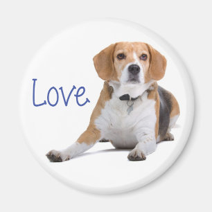 Beagle Puppy Hond - Beagles Liefhebben Magneet