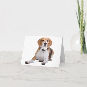Beagle Puppy Hond Blanke Kaart