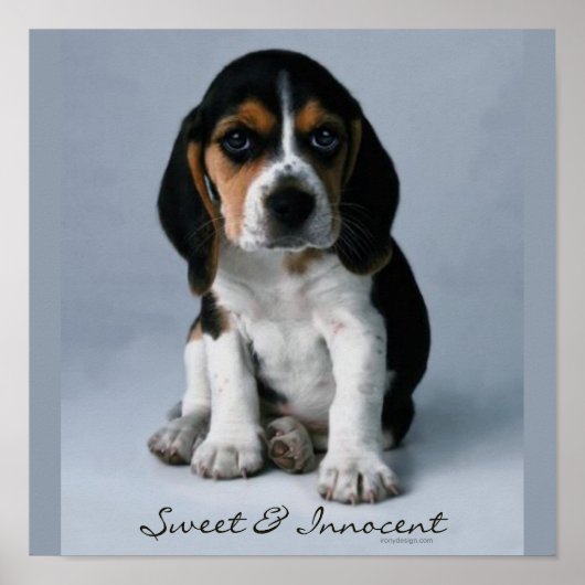Beagle Puppy Hond Foto Poster (Voorkant)