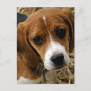 Beagle Puppy Hond Greeting Post Kaart