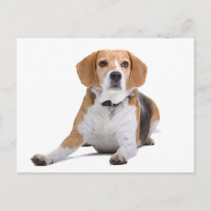 Beagle Puppy Hond Greeting Postcard Briefkaart