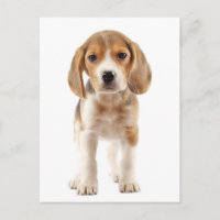 Beagle Puppy Hond Greeting Postcard