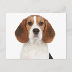 Beagle Puppy Hond Greeting Postcard Briefkaart
