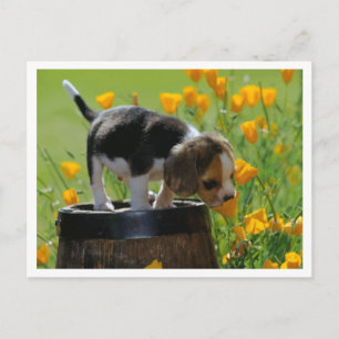 Beagle Puppy Hond Greeting Postcard Briefkaart