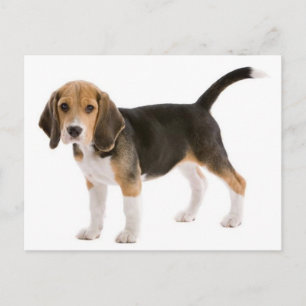 Beagle Puppy Hond Greeting Postcard Briefkaart
