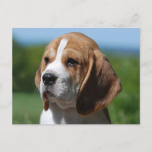 Beagle Puppy Hond Greeting Postcard Briefkaart