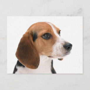 Beagle Puppy Hond Greeting Postcard Briefkaart