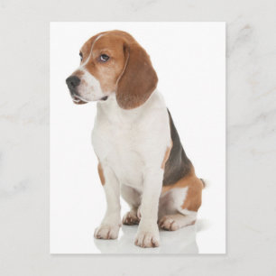 Beagle Puppy Hond Groet Ansichtkaart Briefkaart