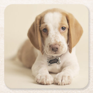 Beagle Puppy Kartonnen Onderzetters