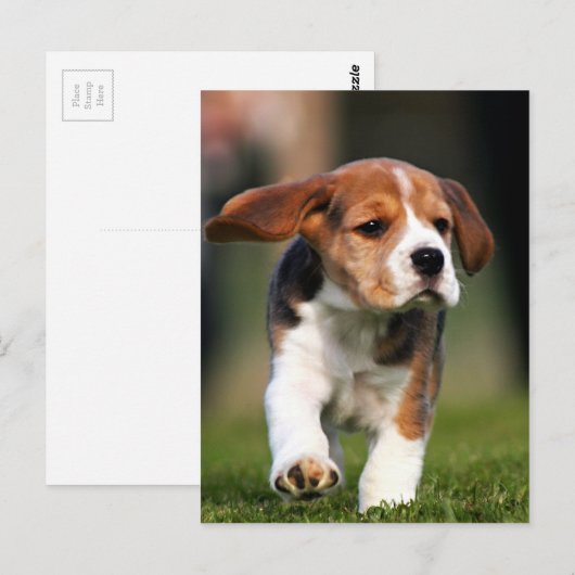 Beagle Puppy Love Briefkaart (Voorkant / Achterkant)