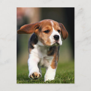 Beagle Puppy Love Briefkaart