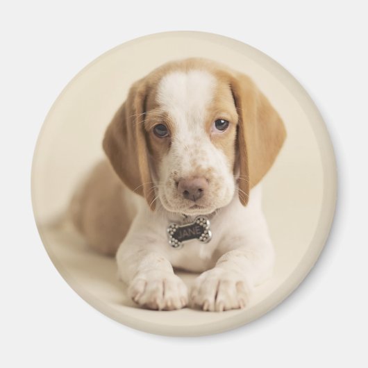 Beagle Puppy Magneet (Voorkant)