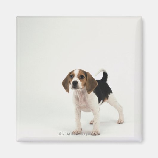 Beagle puppy magneet (Voorkant)