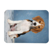 Beagle Puppy magneet (Horizontaal)
