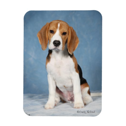 Beagle Puppy magneet (Verticaal)