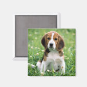 Beagle Puppy Magneet (Voorkant / Achterkant)