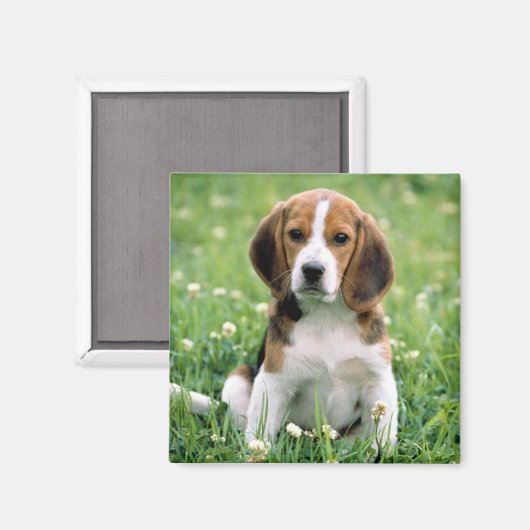 Beagle Puppy Magneet (Voorkant / Achterkant)
