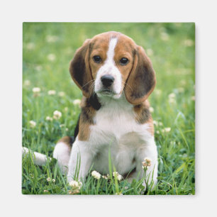 Beagle Puppy Magneet