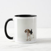 Beagle puppy mok (Links)