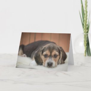 Beagle Puppy Nighty Night Kaart